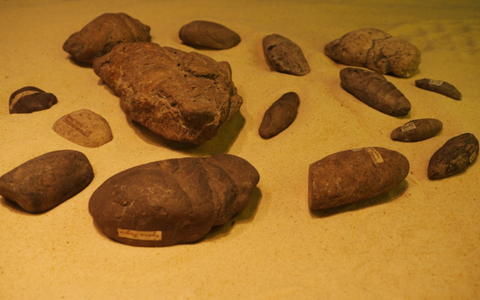 G) Sedgwick Museum